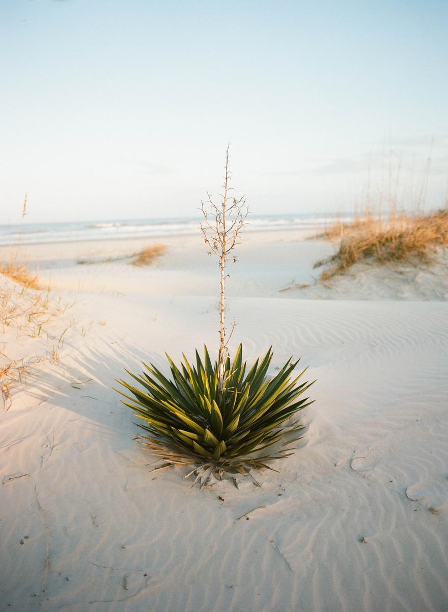 A yucca plant with a tall, dry stalk stands in the sand dunes of Cumberland beach with the ocean in the background.
