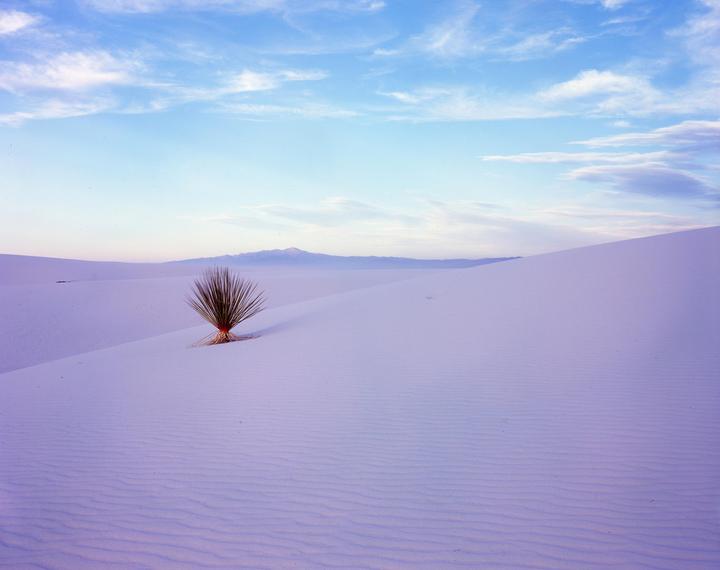 A single yucca plant grows in a vast desert landscape of white sand dunes under a blue sky with wispy clouds.