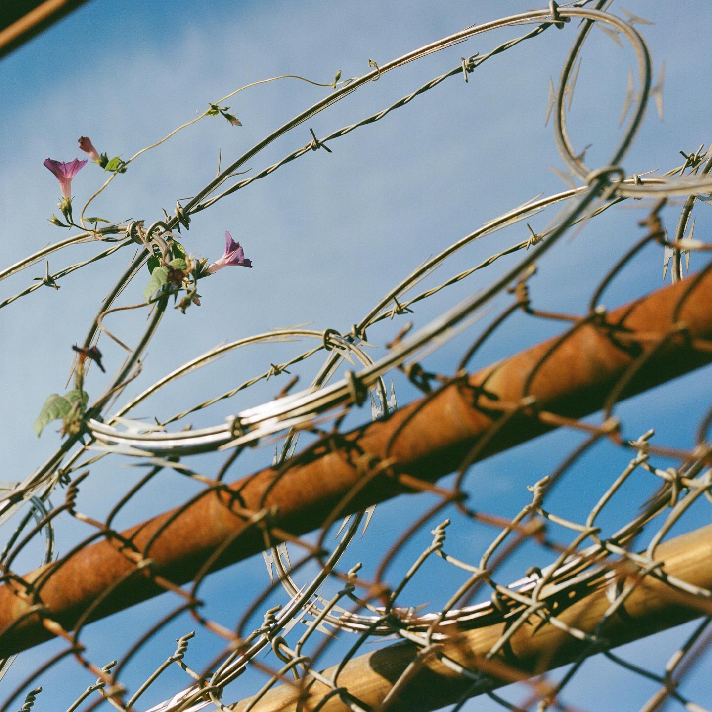 Purple flowers grow on a vine wrapped around barbed wire and a chain link fence.