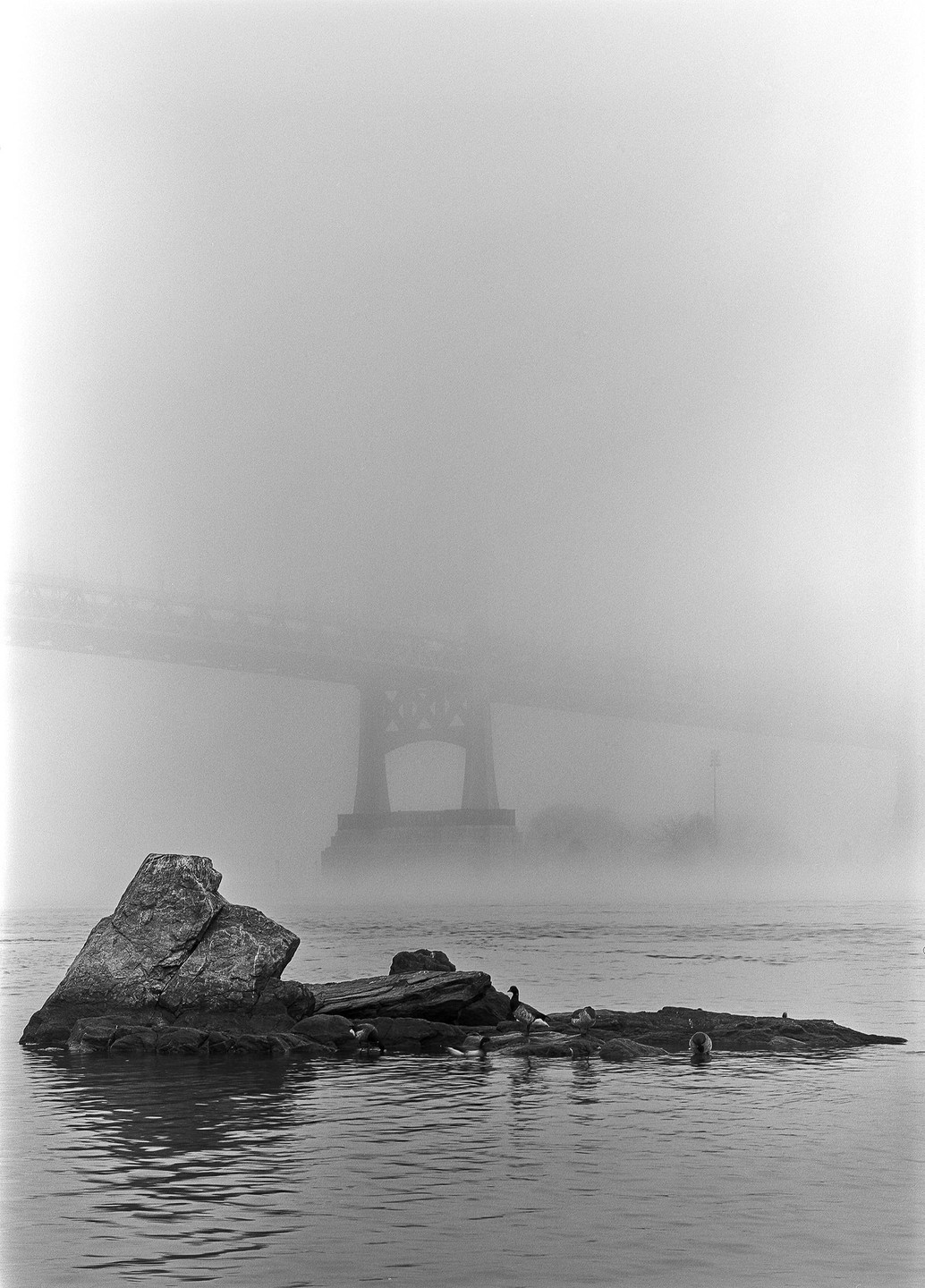 A foggy river scene shows a bridge tower in the distance and ducks on rocks in the foreground.