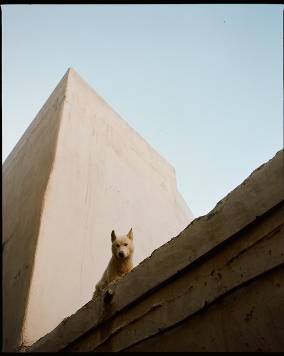 A dog sits on a concrete ledge looking down at the viewer, with a large building and clear sky in the background.
