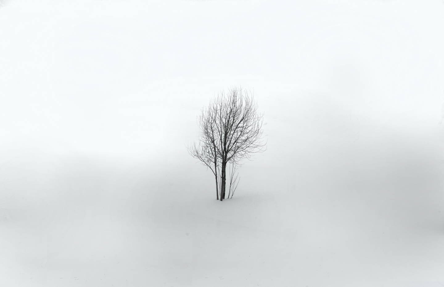 A bare tree stands in a field of snow under a white sky.