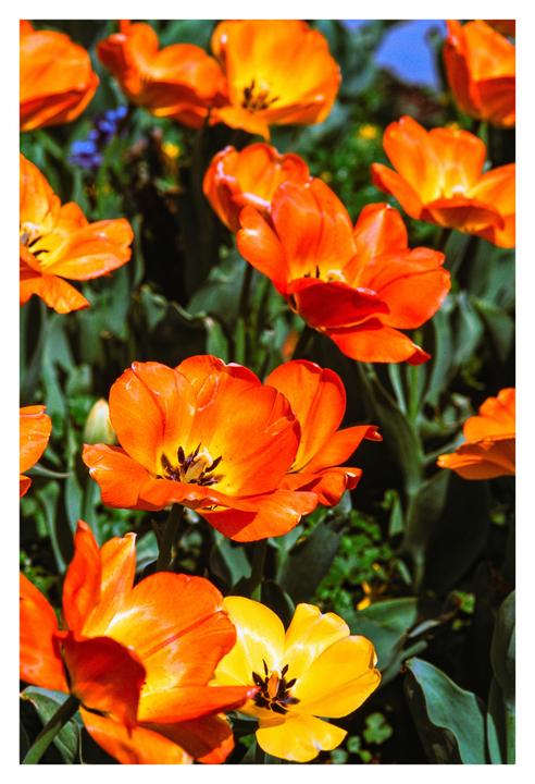 A field of orange and yellow tulips is shown from above.