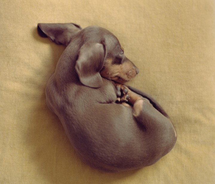 A small dachshund puppy is curled up asleep on a yellow blanket.