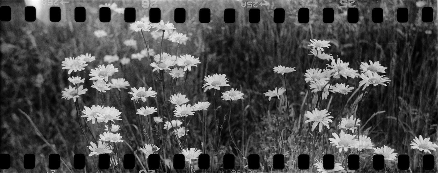 A field of daisies is visible through the sprocket holes of a film strip.