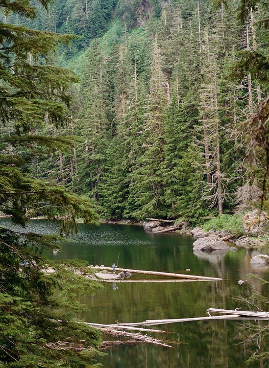A person stands on a fallen log in a lake, fishing, surrounded by a dense forest.