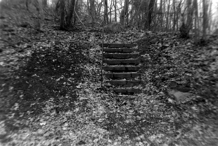 A stone staircase with a metal handrail ascends a leaf-covered hill towards a dense forest.