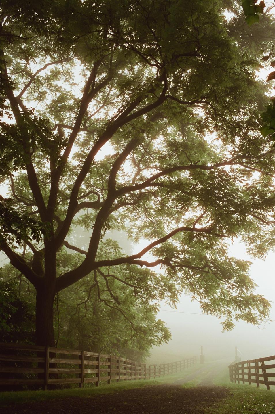 A large tree with green leaves hangs over a dirt road with wooden fences on either side, disappearing into a thick fog.