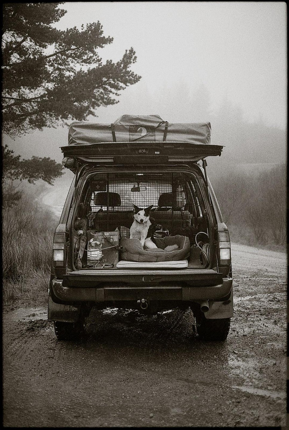 A dog sits in the back of a car with the trunk open, parked on a dirt road next to a forest.