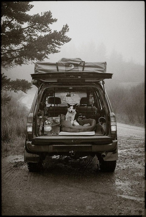 A dog sits in the back of a car with the trunk open, parked on a dirt road next to a forest.