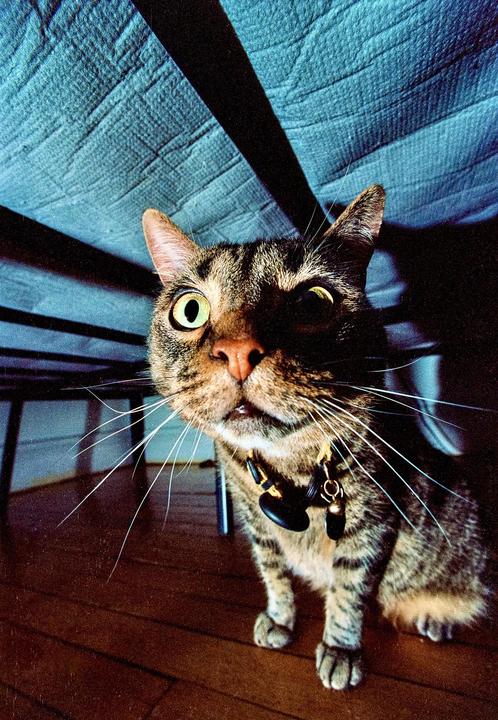A tabby cat with wide eyes and long whiskers sits on a wooden floor under a bed.