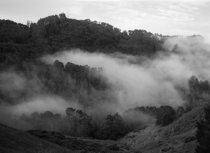 Fog rolls through a forest on a hillside.