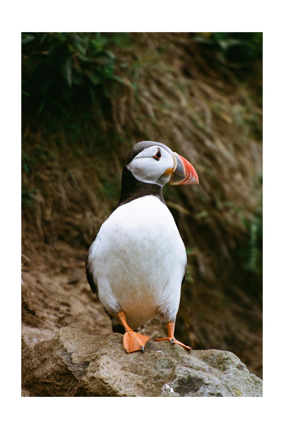 A puffin stands on a rock with a grassy hillside in the background.