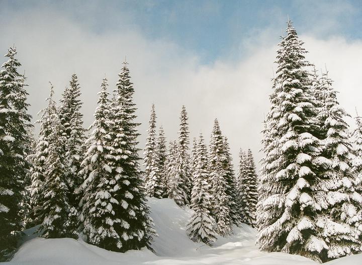 Snow-covered evergreen trees stand on a snowy hillside under a cloudy sky.