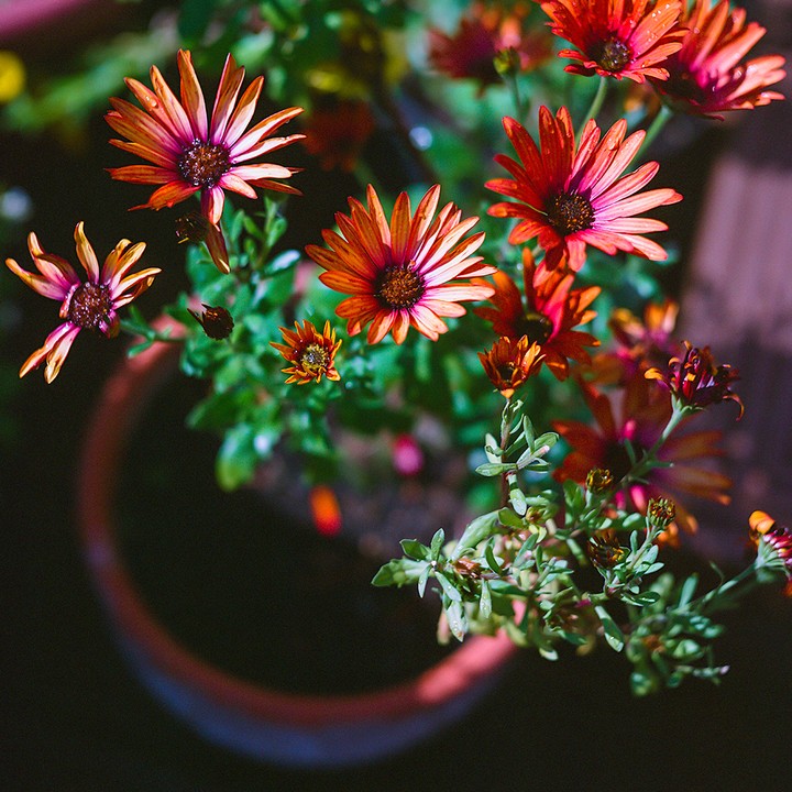 A close-up overhead view of orange and red flowers in a terracotta pot.