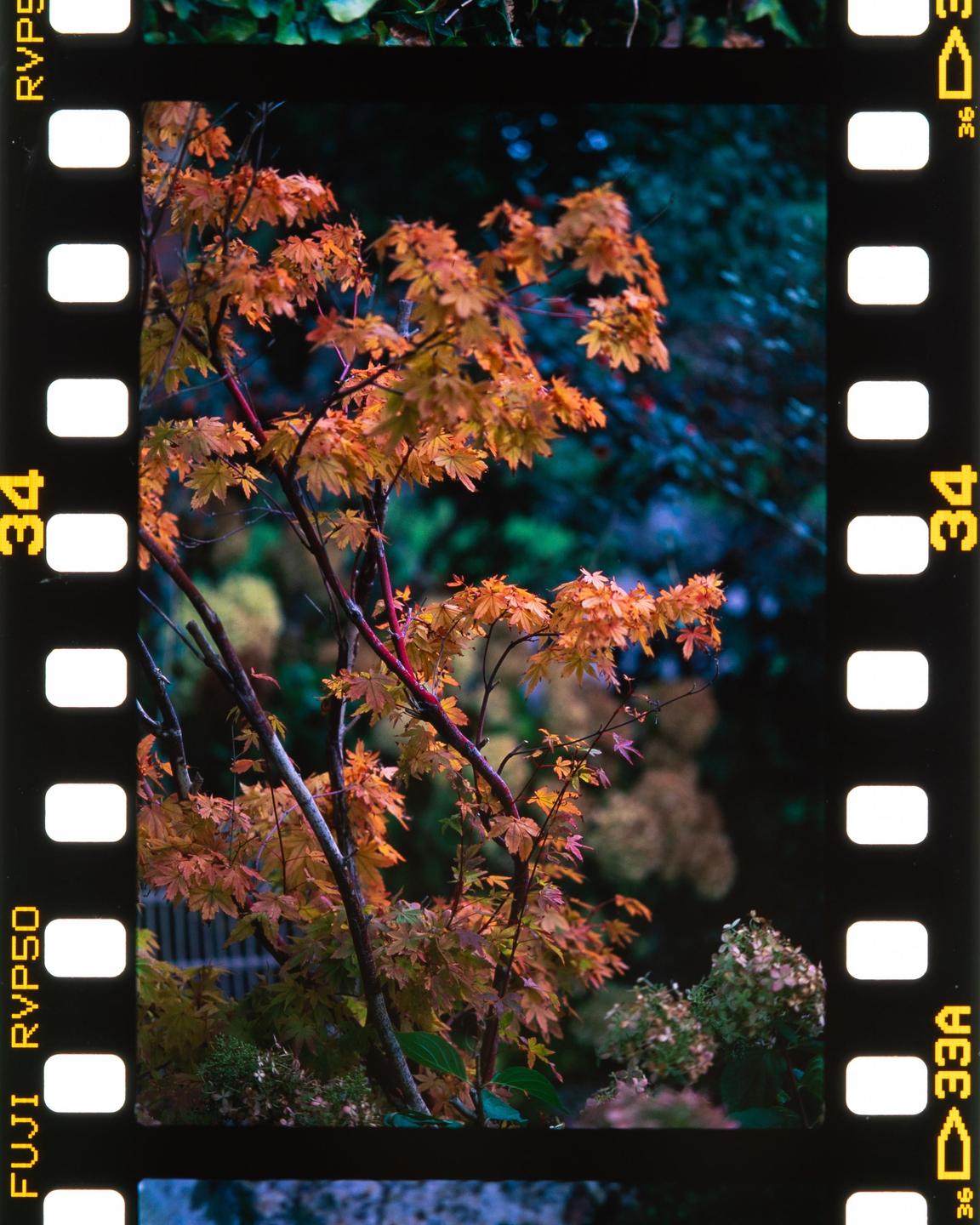 A small tree with autumn foliage is surrounded by green plants.