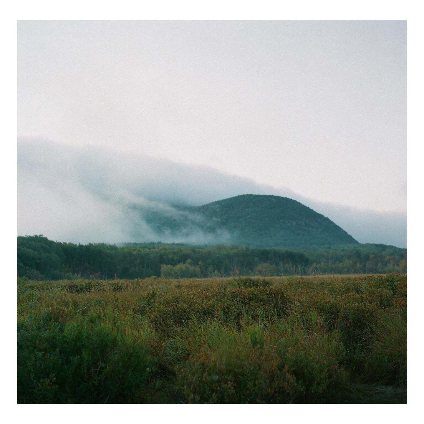 A misty mountain rises above a field of tall grass and a line of trees.