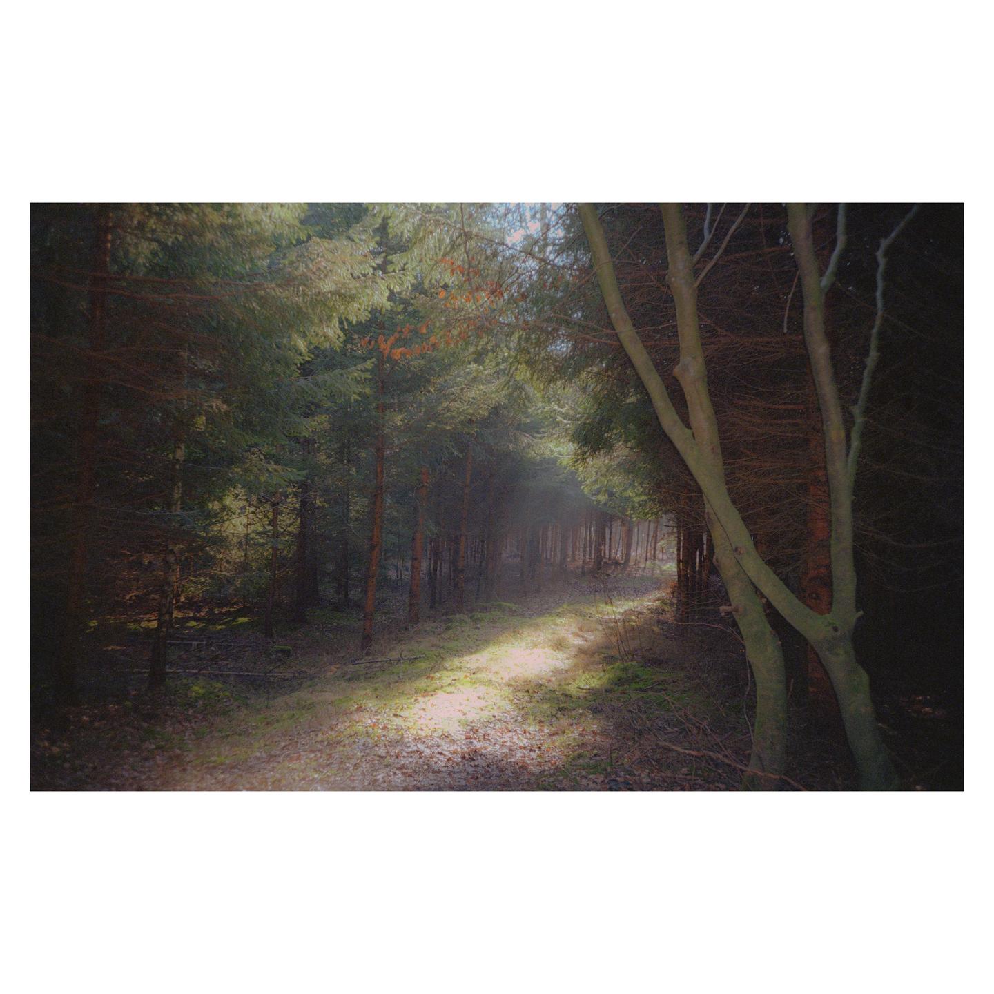 Sunlight illuminates a path through a dense forest.