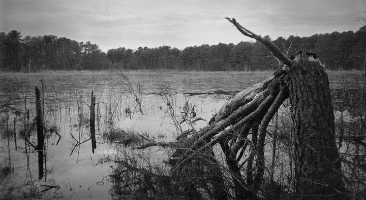 A fallen tree lies in a body of water with a forest in the background.