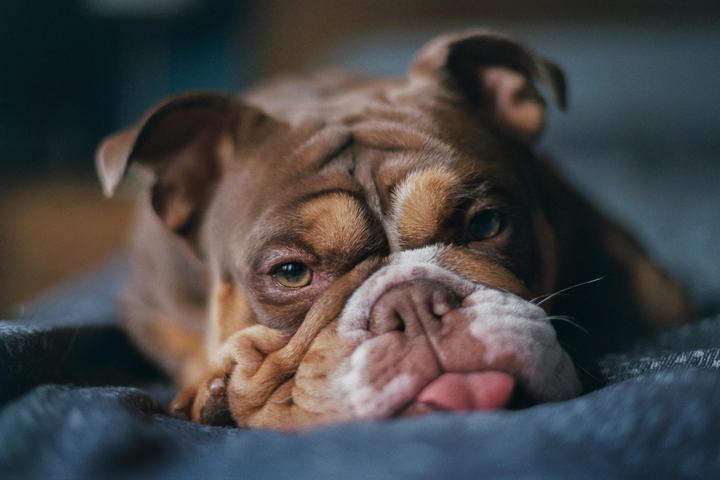 A brown and white bulldog with its tongue slightly out is resting on a blue blanket.
