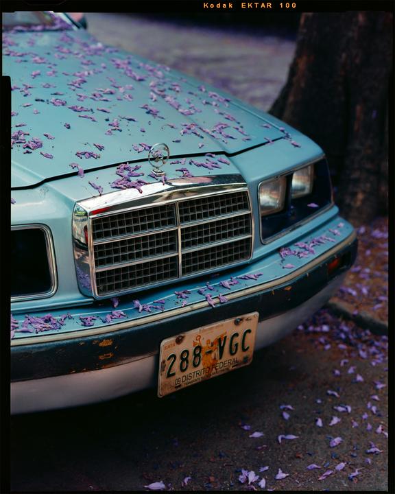 Purple petals cover the hood and windshield of a light blue car parked on a street.
