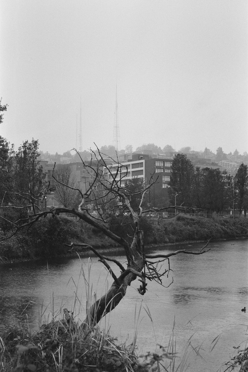 A dead tree hangs over a river with buildings and transmission towers in the background on a foggy day.