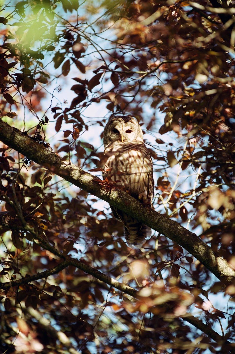 An owl sits on a tree branch surrounded by leaves.