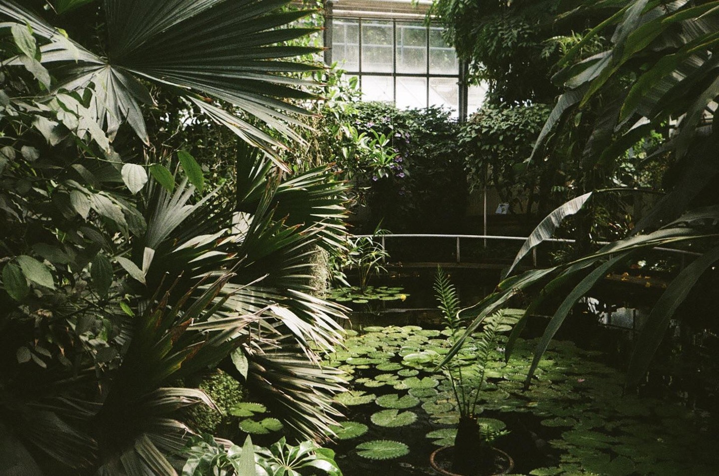 A pond with lily pads is surrounded by lush green plants in a botanical garden.