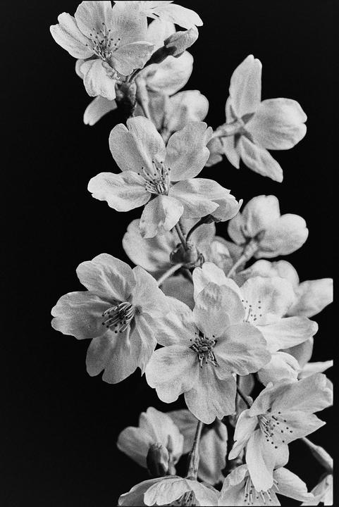 A cluster of cherry blossoms is shown against a dark background.