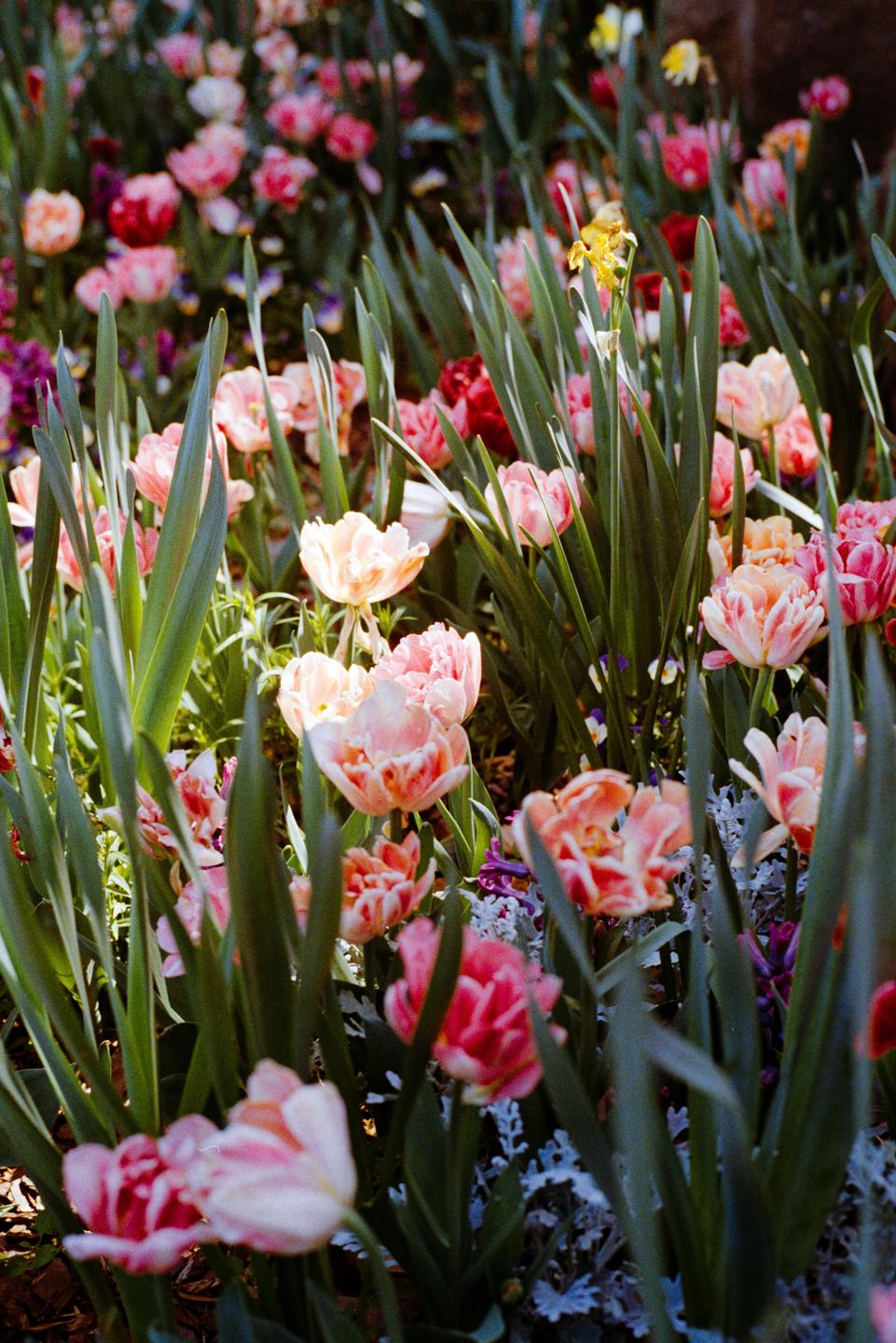A vibrant garden bed is filled with pink, red, and yellow tulips surrounded by green foliage.