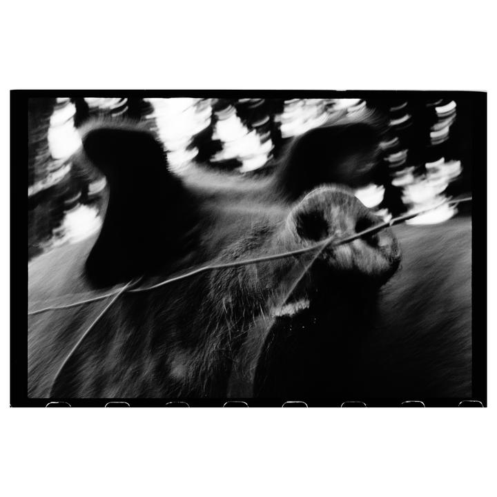 A pig's snout and ear are visible behind a wire fence in a black and white close-up.