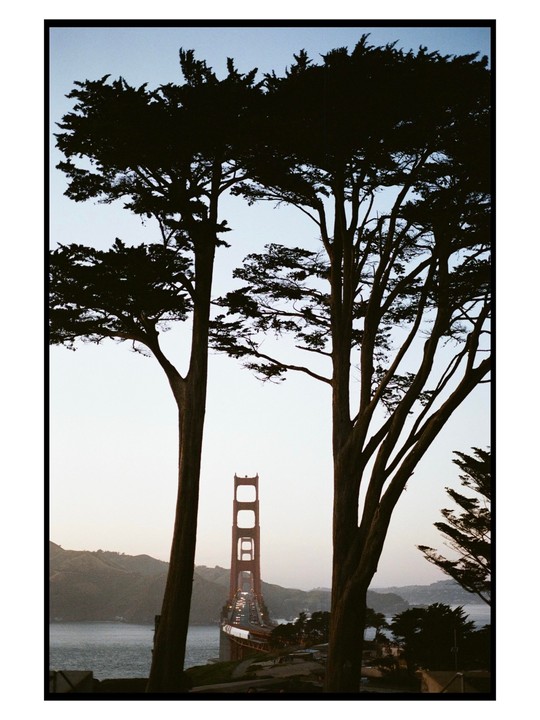 Two large trees frame a view of the Golden Gate Bridge at dusk.