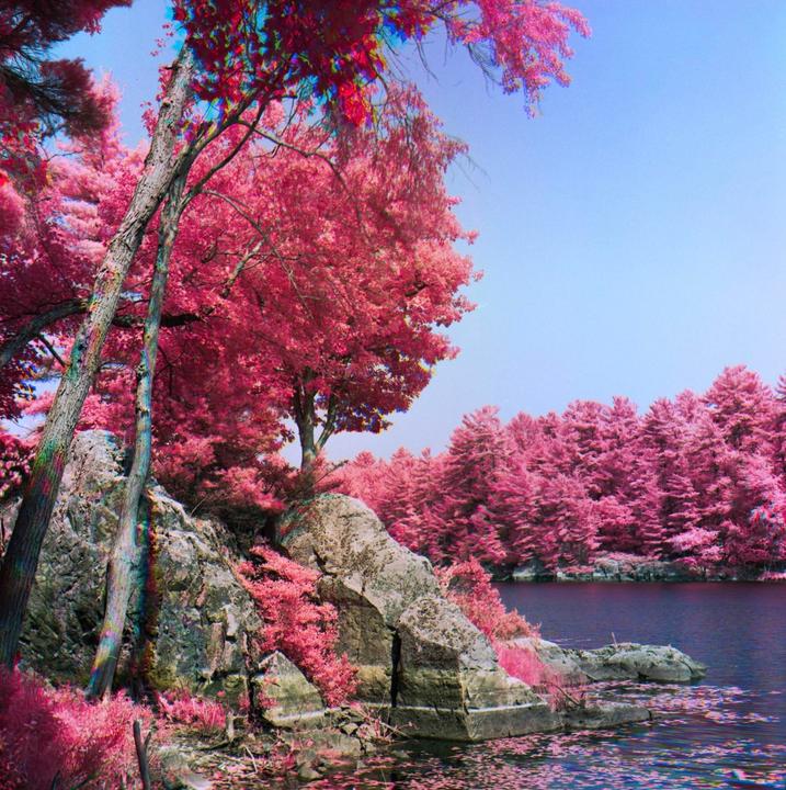A body of water is surrounded by trees with bright pink foliage and rocky terrain.