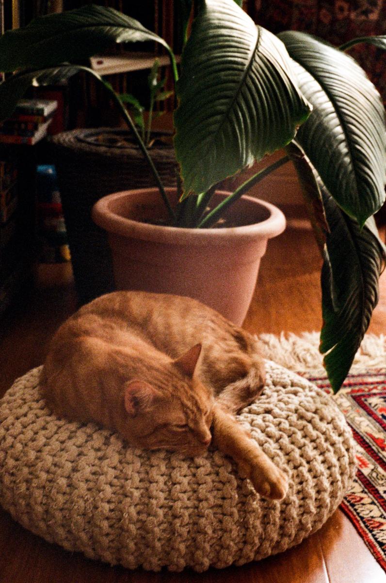 An orange cat sleeps on a knitted pouf next to a potted plant.