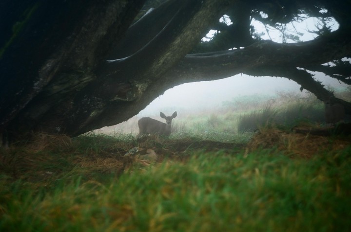 A deer stands under a large tree branch in a foggy, grassy landscape.