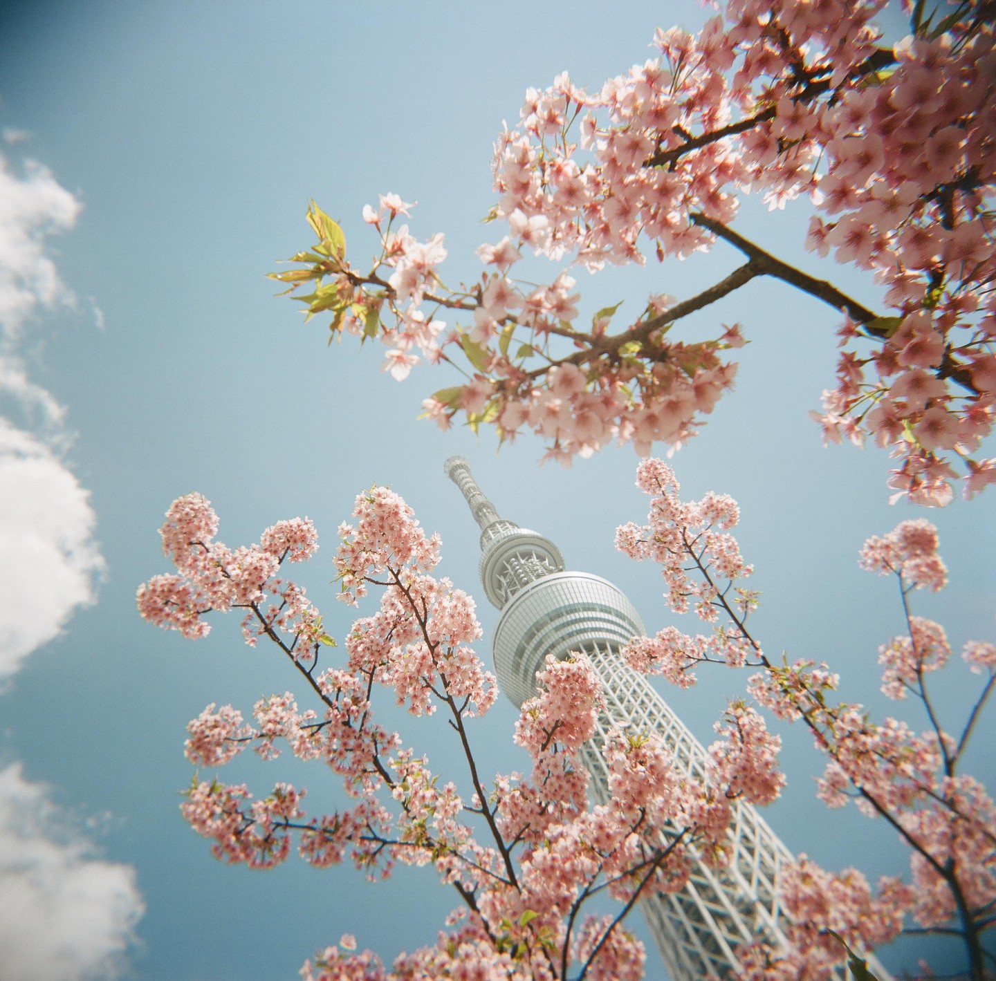 A low-angle view shows a tall white tower surrounded by pink cherry blossoms against a blue sky with white clouds.