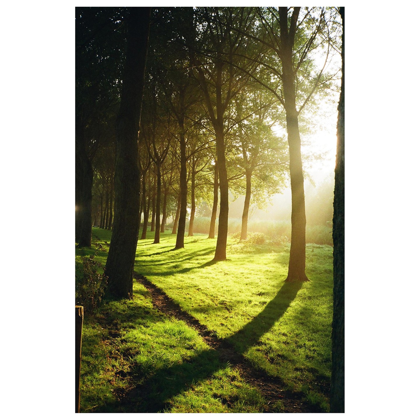 Sunlight streams through a line of trees, casting long shadows across a grassy path.