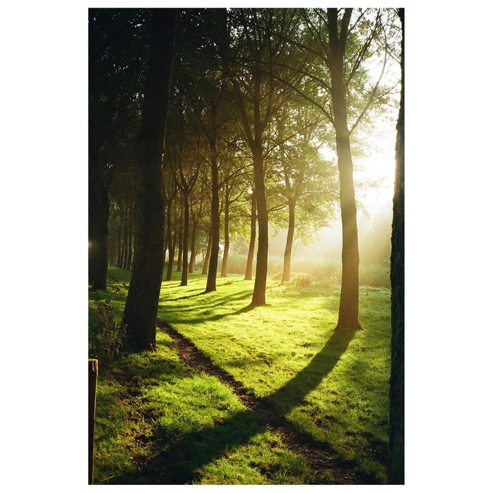 Sunlight streams through a line of trees, casting long shadows across a grassy path.