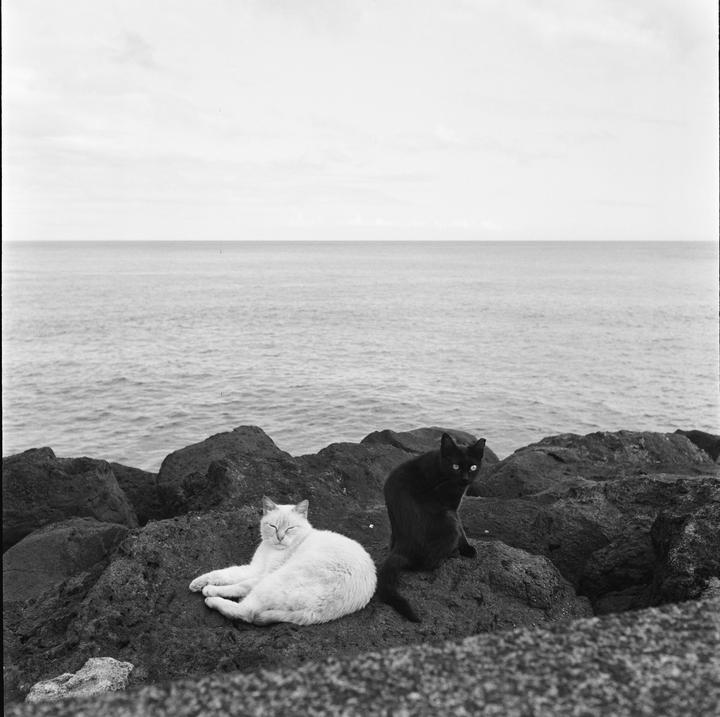 A white cat and a black cat sit on dark rocks by the ocean.