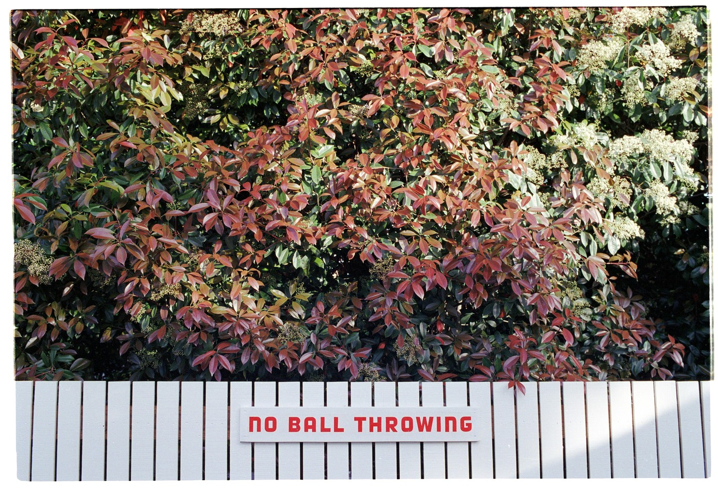 A white fence with a red sign that reads "NO BALL THROWING" is in front of a bush with red and green leaves.