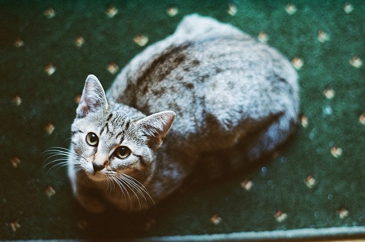 A tabby cat with green eyes looks up at the viewer from a green patterned carpet.