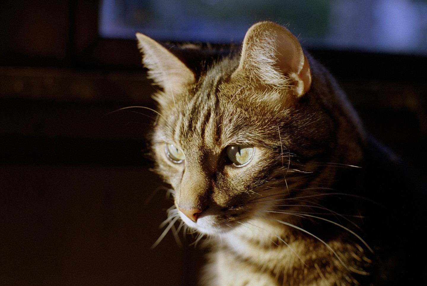 A tabby cat is illuminated by a ray of sunlight.