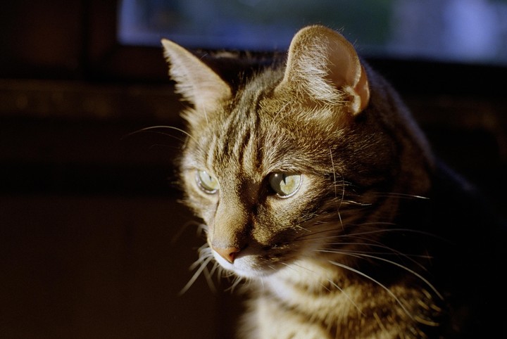 A tabby cat is illuminated by a ray of sunlight.
