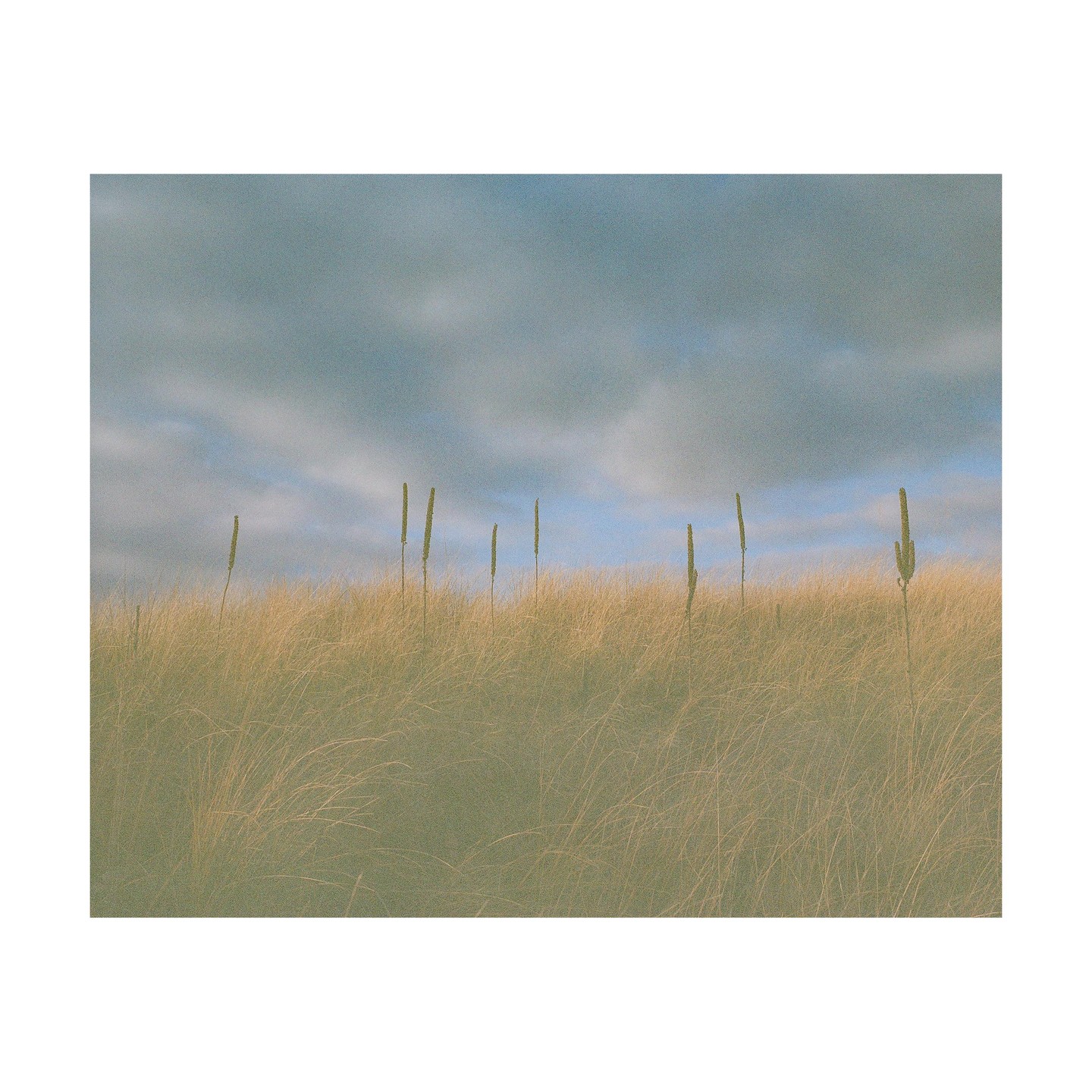 Tall, dry grass with several plant stalks rises to meet a cloudy sky.