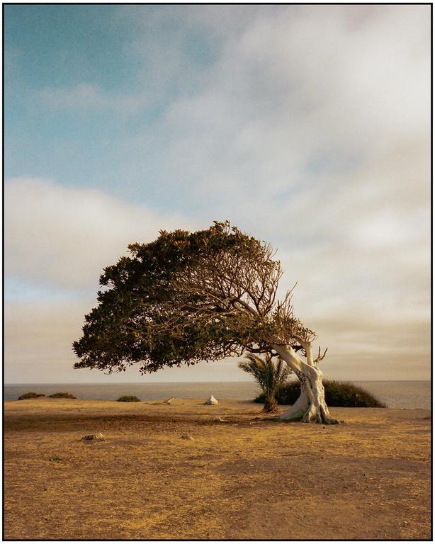 A gnarled tree with a thick trunk and branches covered in leaves stands on a dry, grassy cliff overlooking the ocean under a cloudy sky.