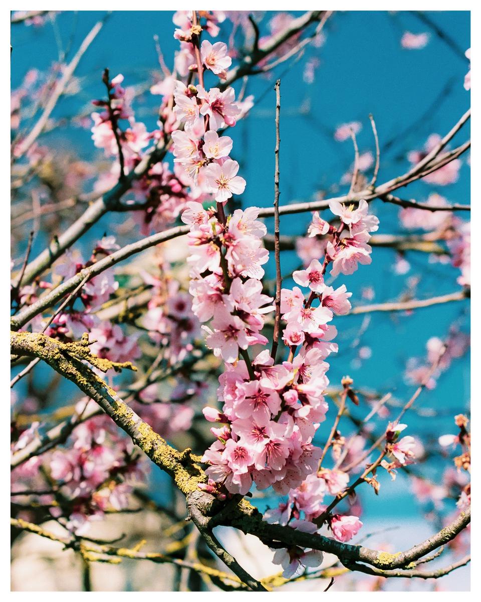 Pink blossoms are visible on a tree branch against a bright blue sky.