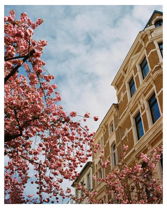 Pink cherry blossoms frame a brick building under a cloudy sky.