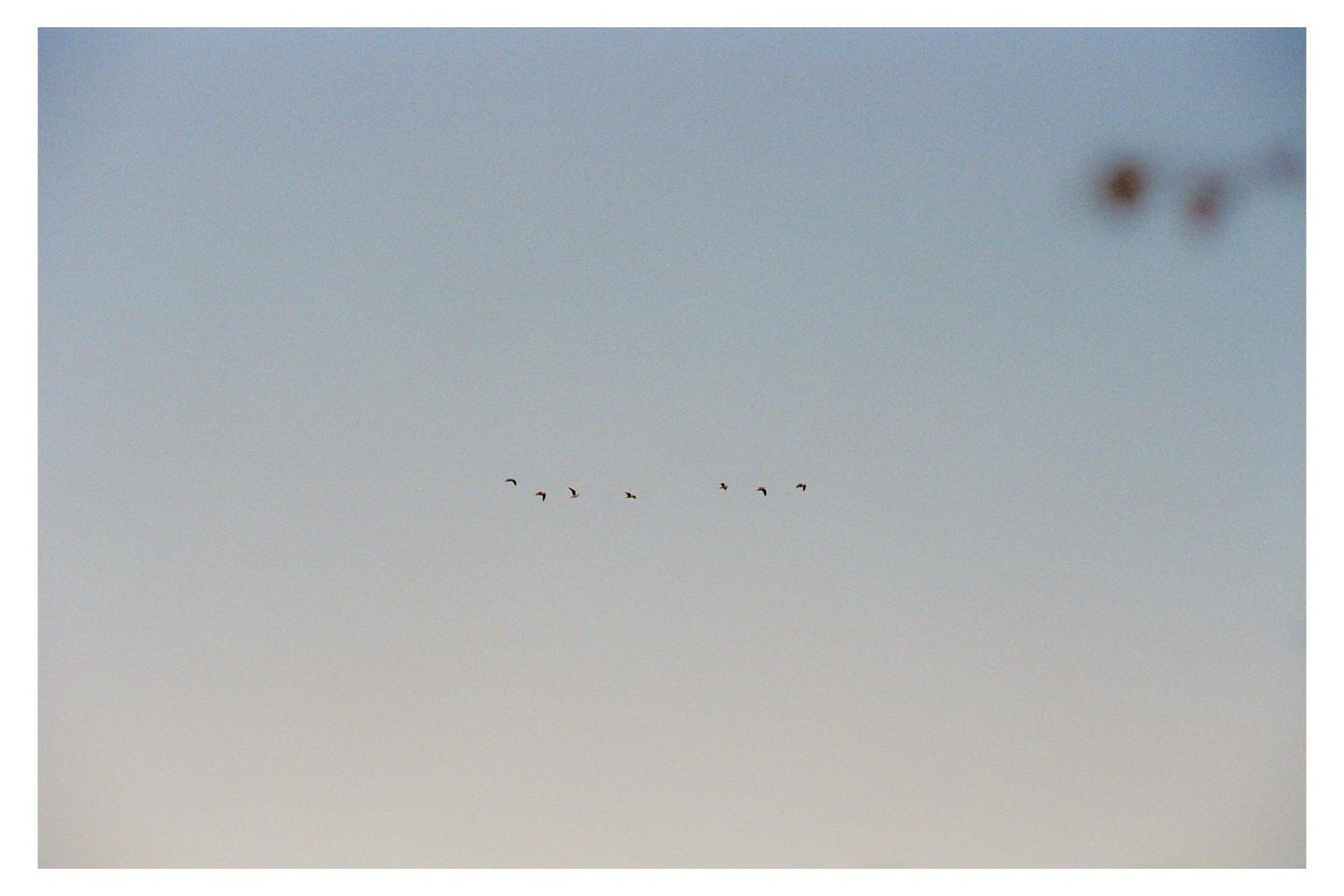 A flock of birds flies across a pale blue sky.