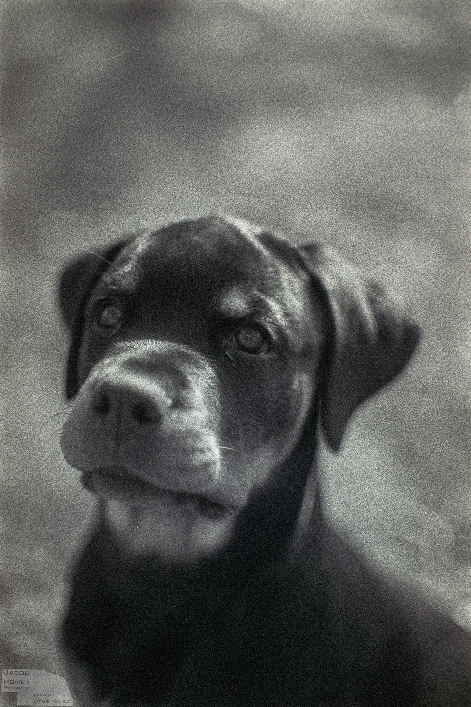 A puppy with dark fur and light brown markings looks up with a curious expression.