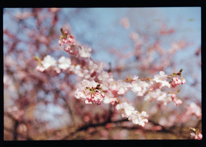 A branch of cherry blossoms with pink and white flowers is in focus against a blurred background of more blossoms and a blue sky.
